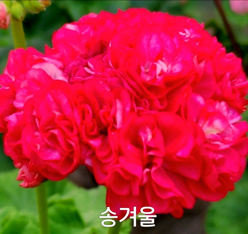 제라늄 송겨울 0.7--3