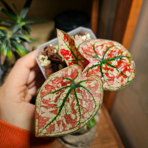 칼라디움 크리스마스/레드탱고 분양합니다