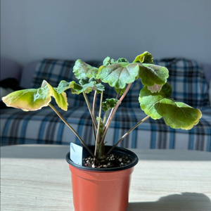 iv카스피해의포옹 제라늄