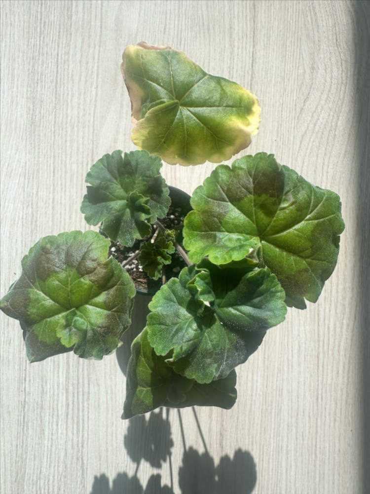 iv카스피해의포옹 제라늄--1