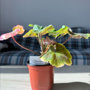 셀레나에르사 제라늄