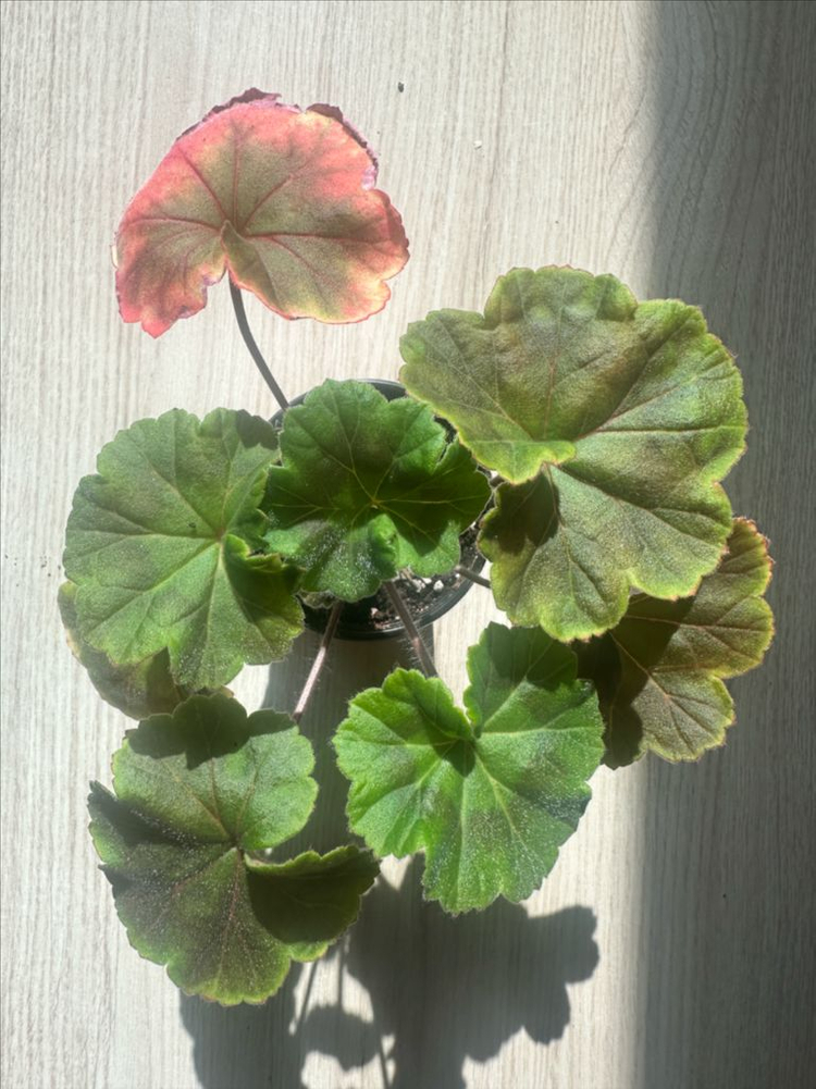 셀레나에르사 제라늄--1