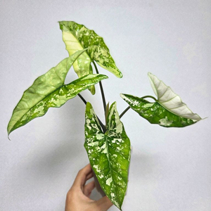 알로카시아 심포 알보 바리에가타