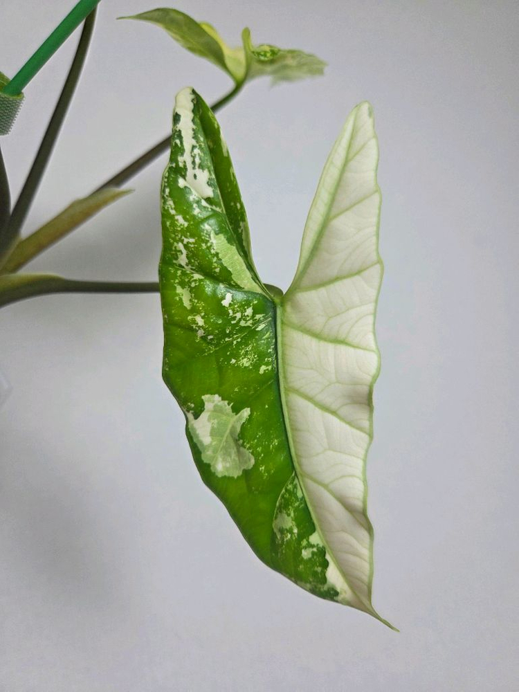 알로카시아 심포 알보 바리에가타--1