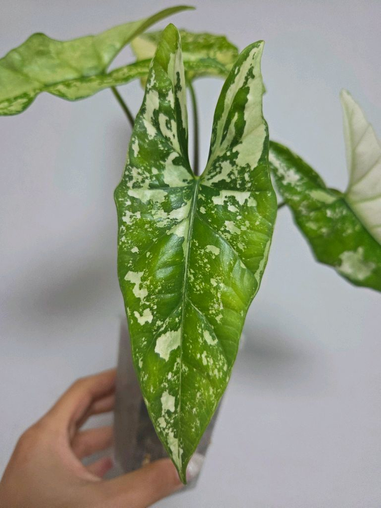 알로카시아 심포 알보 바리에가타--2