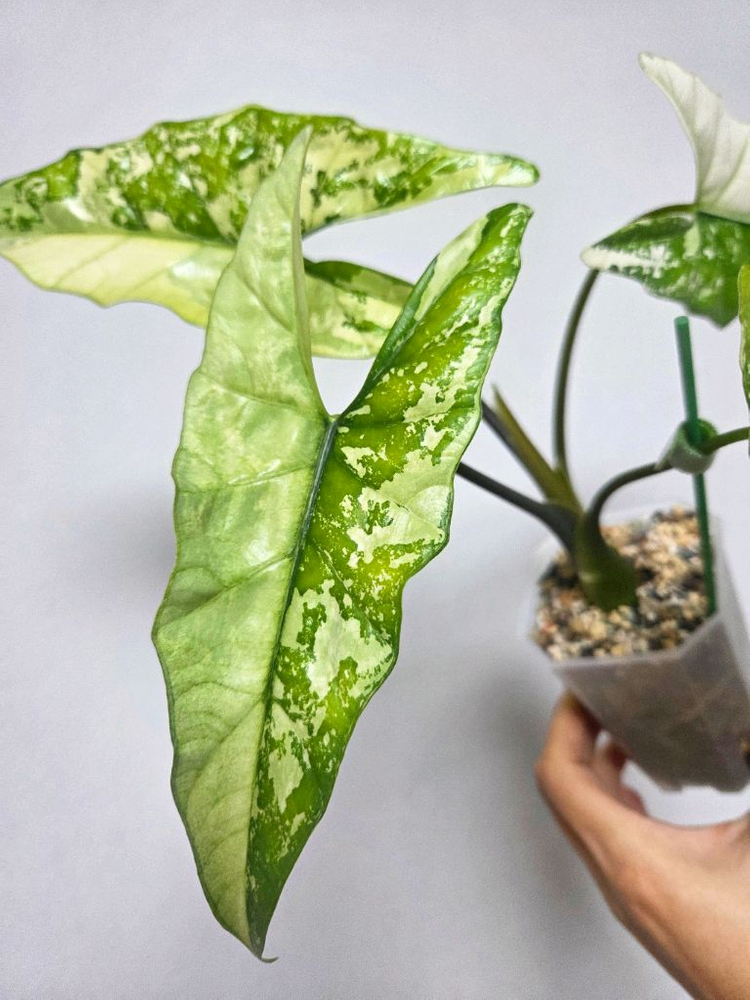 알로카시아 심포 알보 바리에가타--3