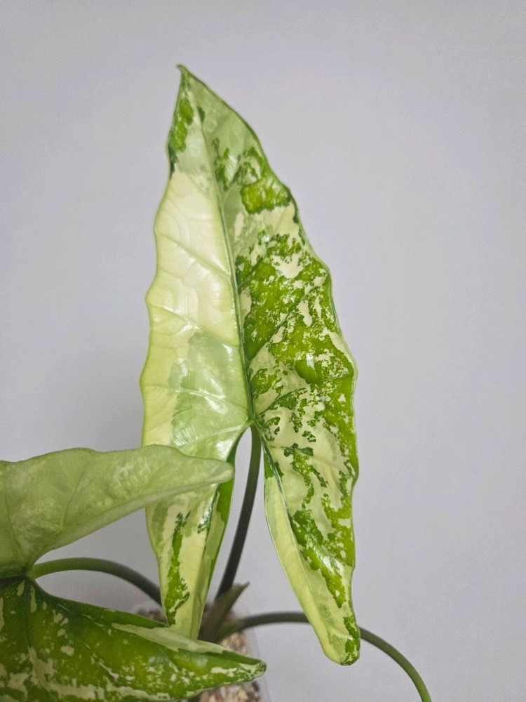 알로카시아 심포 알보 바리에가타--4