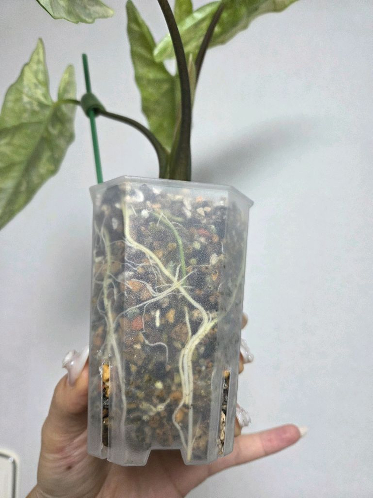 알로카시아 심포 알보 바리에가타--5