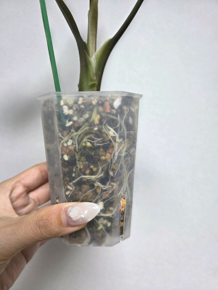 알로카시아 심포 알보 바리에가타--6