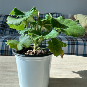 Yuz아마빌리스 제라늄