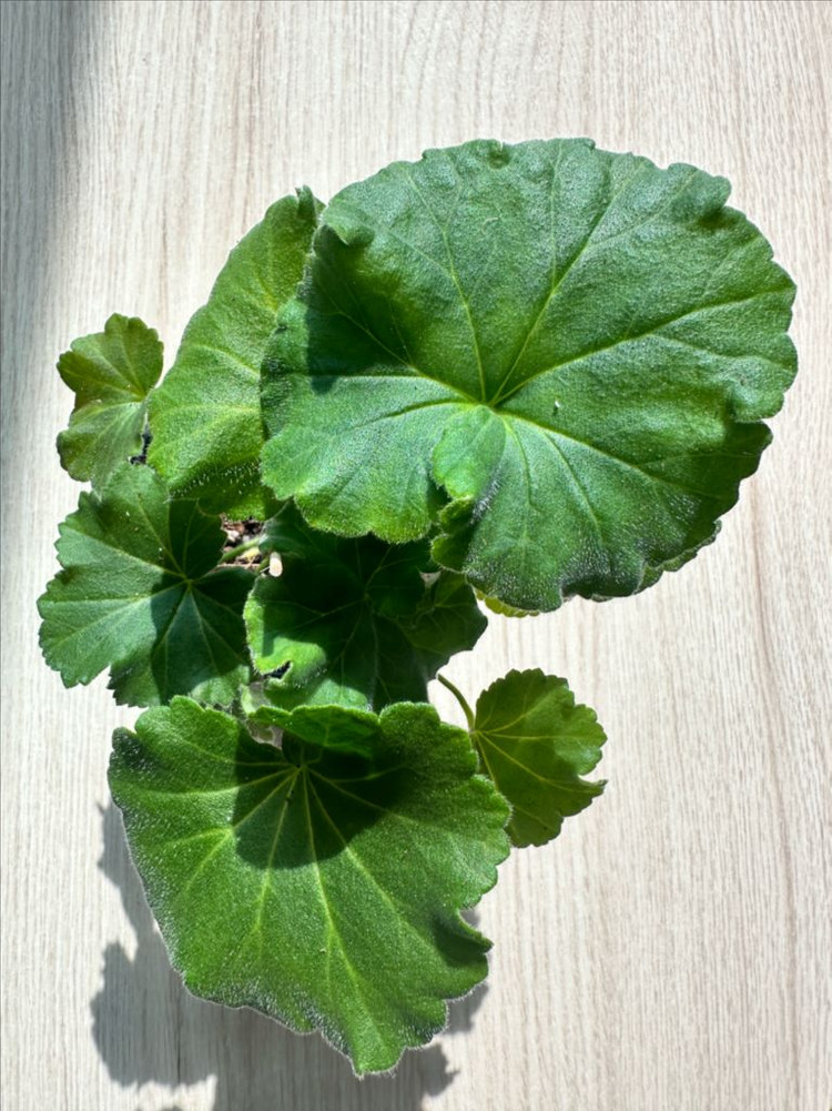 Yuz아마빌리스 제라늄--1