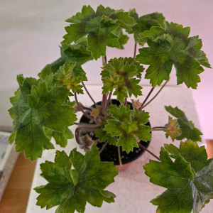 제라늄 라라마조리