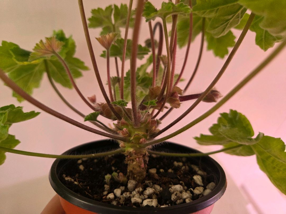 제라늄 라라마조리--1