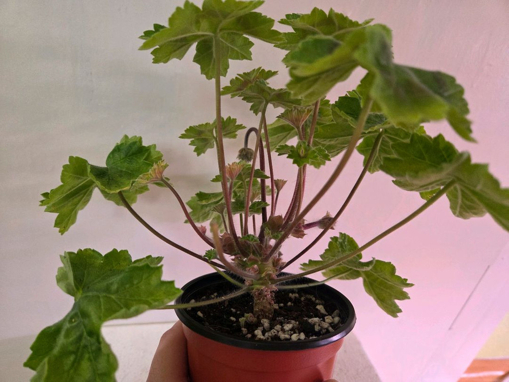 제라늄 라라마조리--2