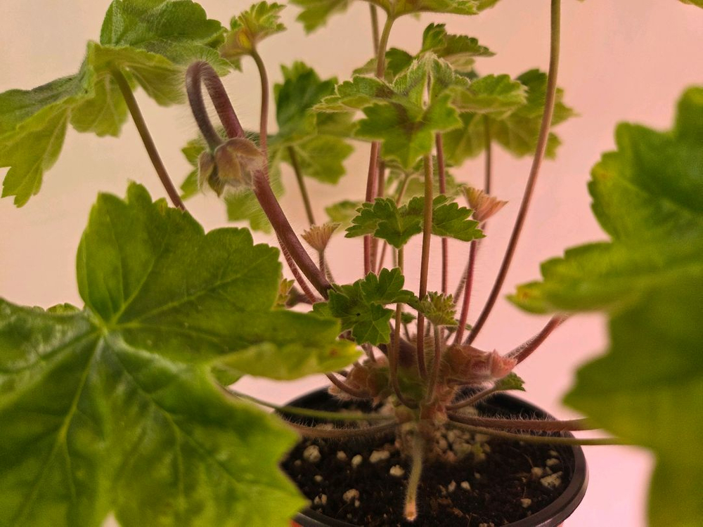 제라늄 라라마조리--3