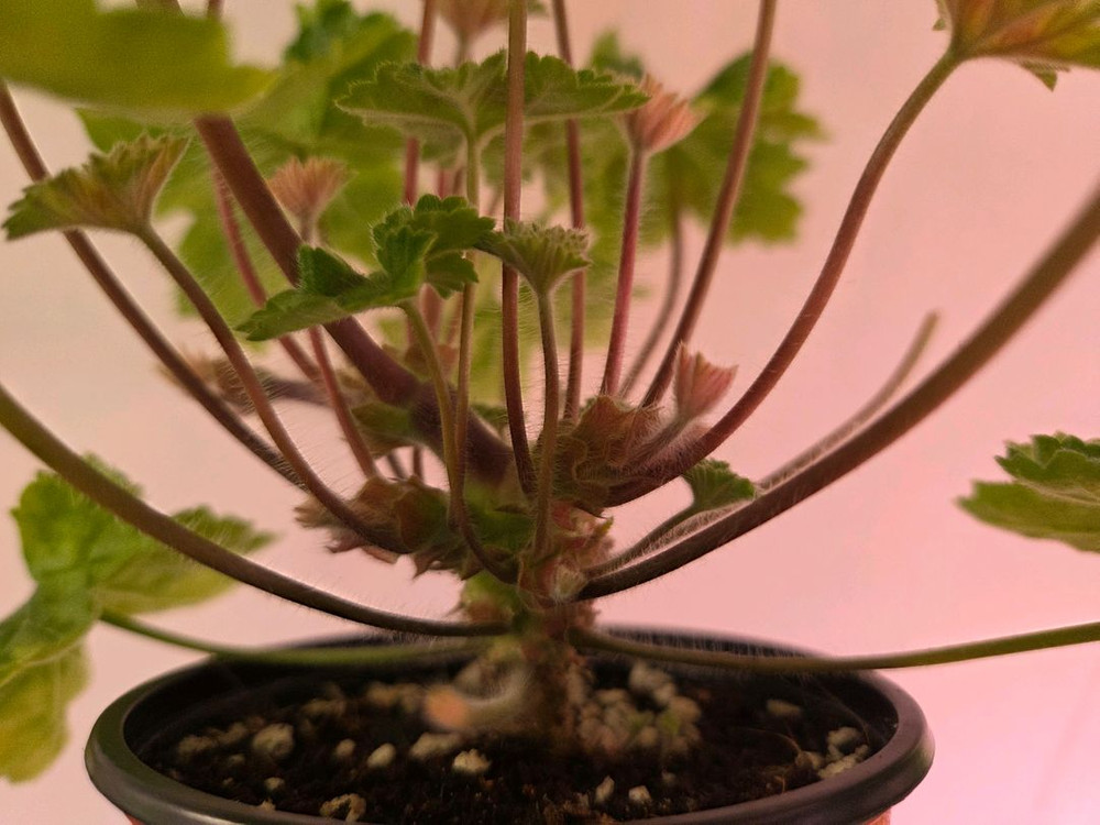 제라늄 라라마조리--4