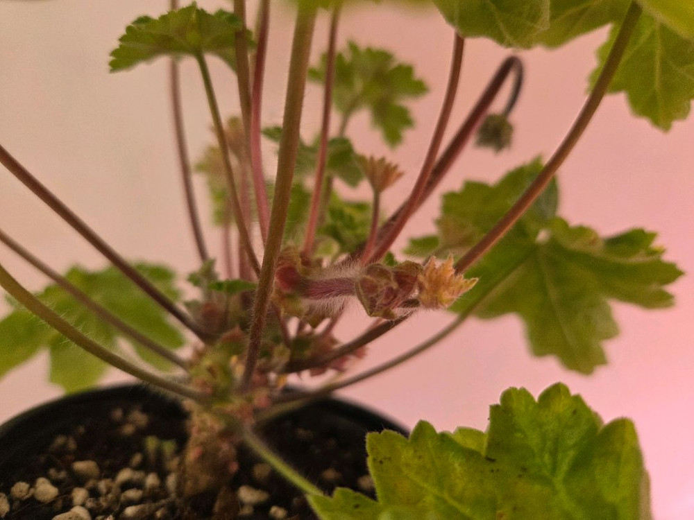 제라늄 라라마조리--5