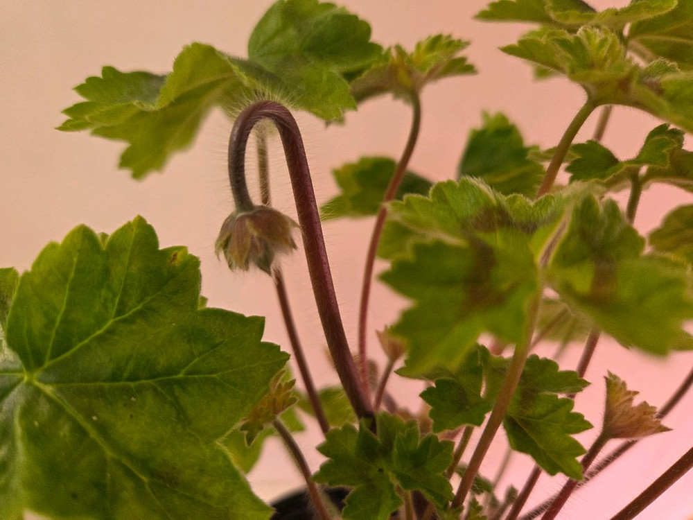 제라늄 라라마조리--6