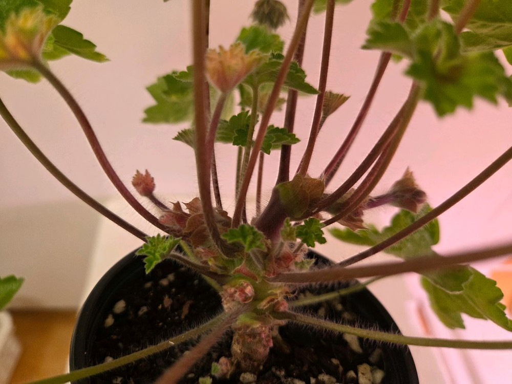 제라늄 라라마조리--7