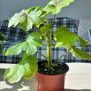 리사샤를린 제라늄