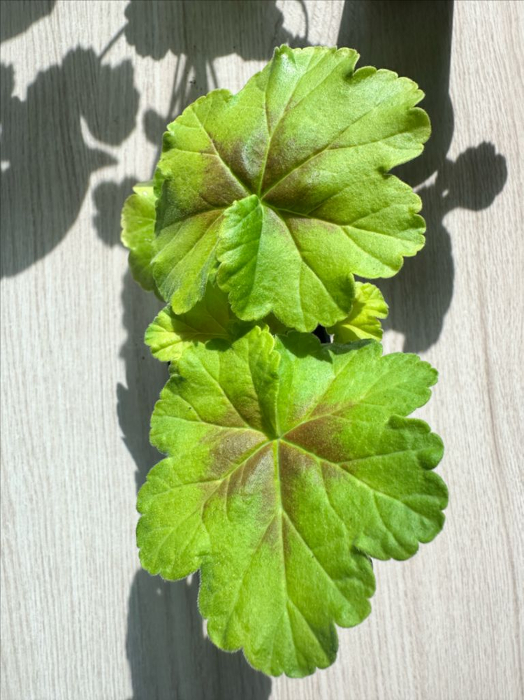 리사샤를린 제라늄--1