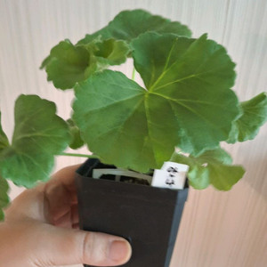 안나자넷제라늄