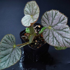 베고니아 미라제