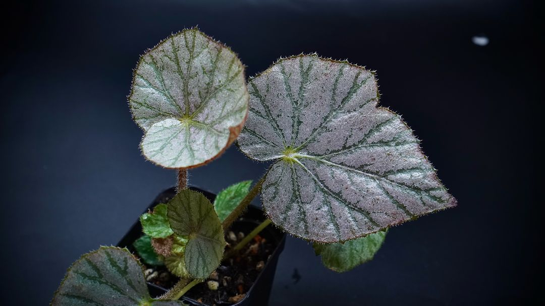 베고니아 미라제--1