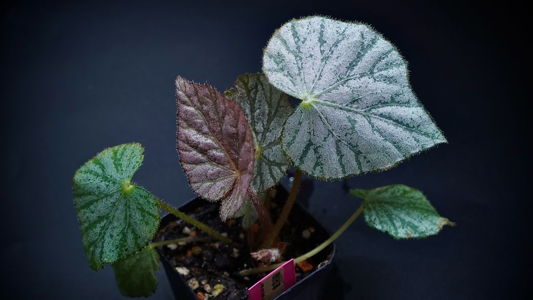 베고니아 미라제--2