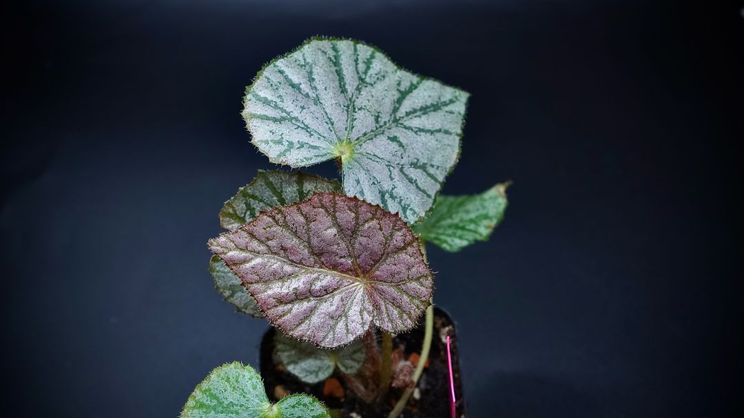 베고니아 미라제--3