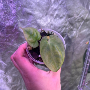 안스리움 골리앗