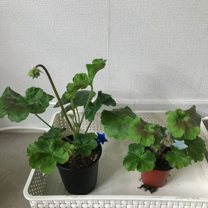 제라늄 Ts물랑루즈,Ts마야