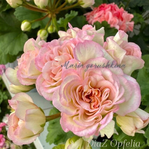 제라늄 디아즈오펠리아,UG마드리드법원의비밀