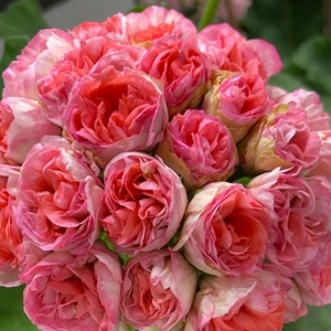 제라늄 ug헛된말