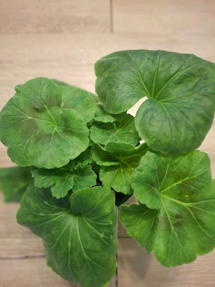 제라늄 ug헛된말--1