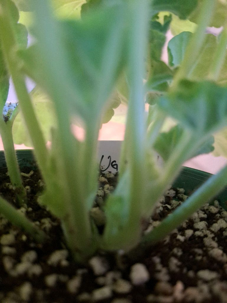 제라늄 ug헛된말--2