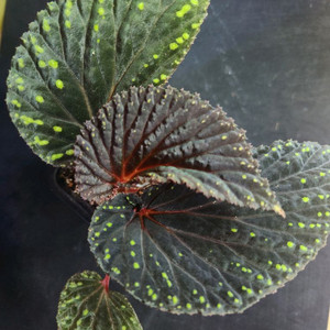 베고니아 다크아트리차