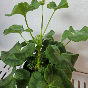 제라늄 ug프린세스 그레이스