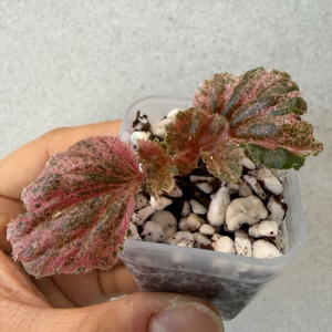 베고니아 쿠쿨라타 핑크#2