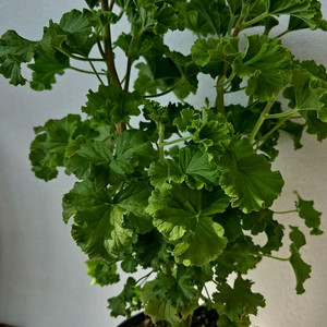 리갈제라늄 캔디플라워 피치클라우드