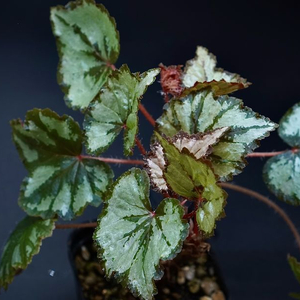 베고니아 그라나다