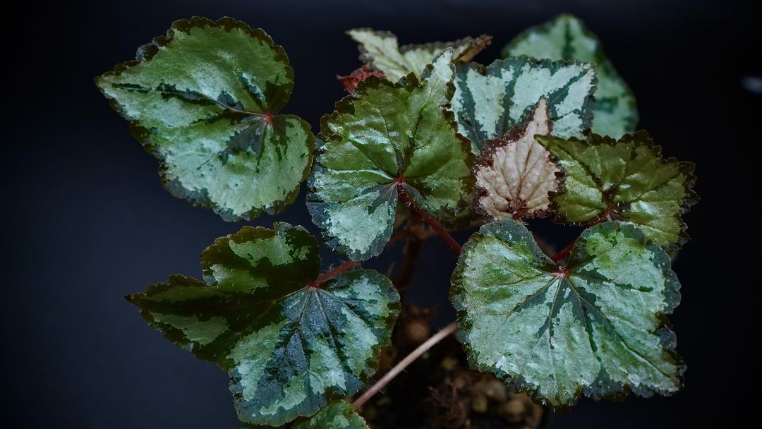 베고니아 그라나다--1