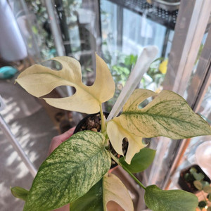 풀민트 히메바리에가타