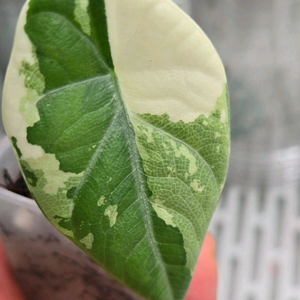 알로카시아 마하라니 화이트핑크 바리에가타