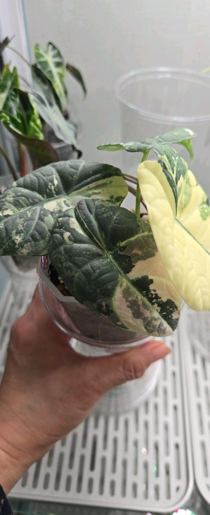 알로카시아 마하라니 화이트핑크 바리에가타--1