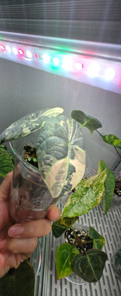 알로카시아 마하라니 화이트핑크 바리에가타--2