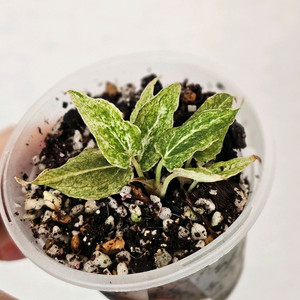 안스리움 포게티 하이브리드 바리에가타