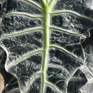 알로카시아 오션블랙 Ocean Black