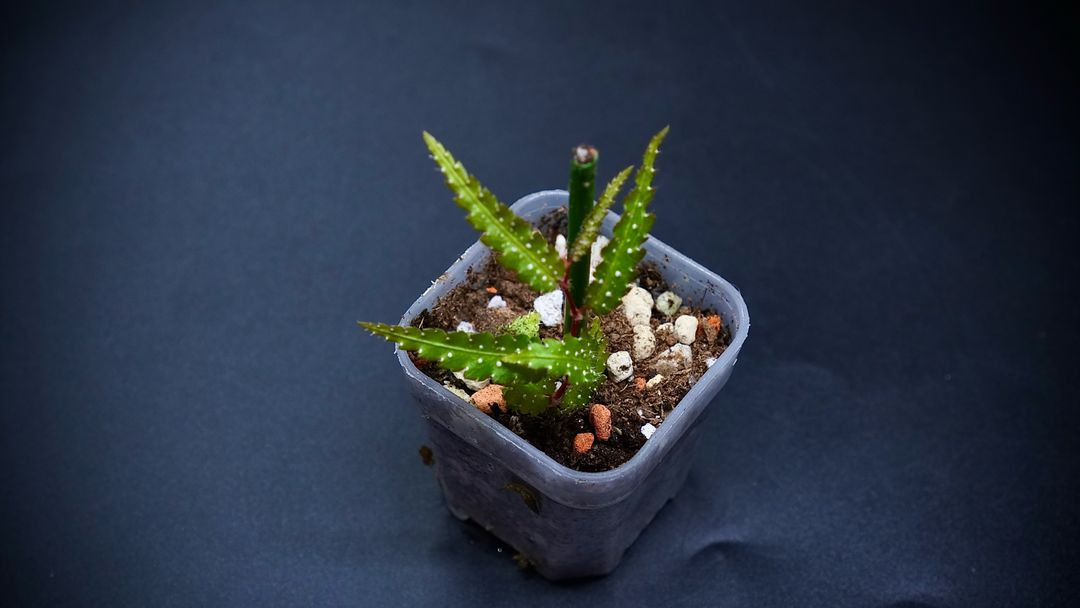 베고니아 위포미스 화이트스팟--3