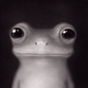 입양하세요 사모예드나 쥐과동물 구해요 이미지